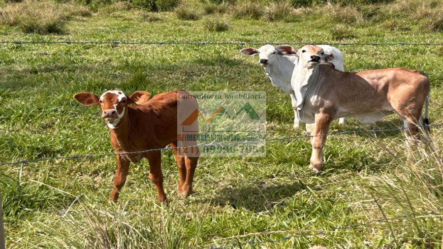 Rural - Venda - Rio Bonito - Rio Bonito - RJ